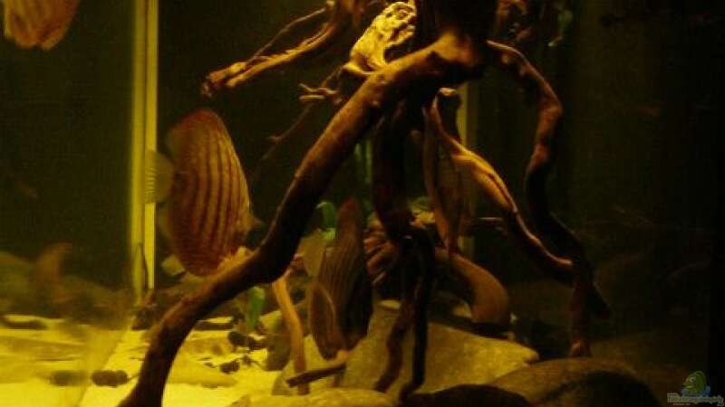 Dekoration im Aquarium Amazonas- Flussufer (aufgelöst) von Zigermandli (6)