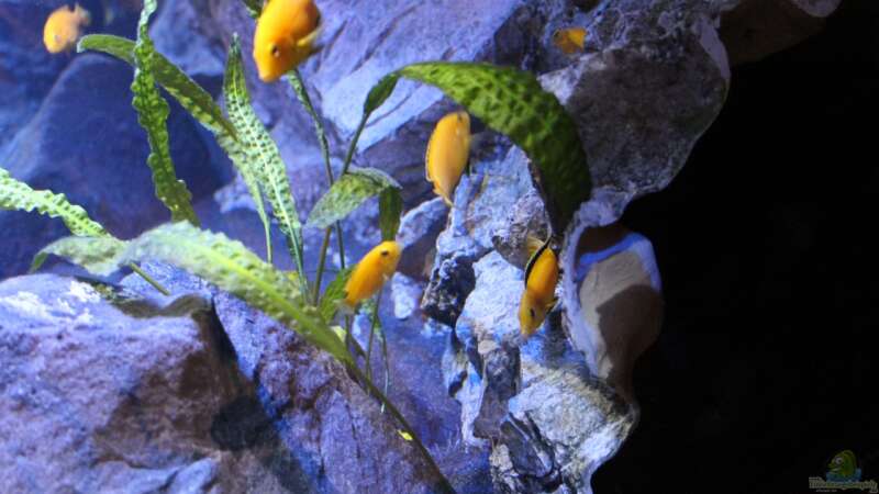Labidochromis caeruleus ´Kakusa´ von chR576 (42)