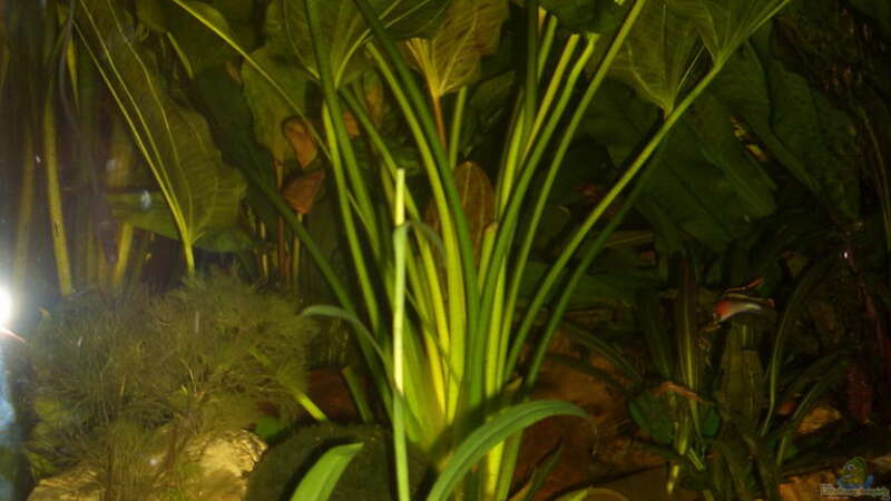 Pflanzen im Aquarium Eckaquarium von Andre Schreiter (9)