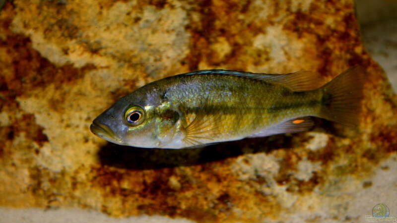 Harpagochromis Maennchen 17.03.10 von Tobias Seiffert (30)