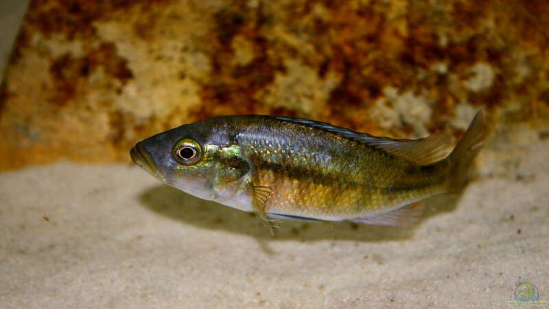Harpagochromis Maennchen 17.03.10 von Tobias Seiffert (31)