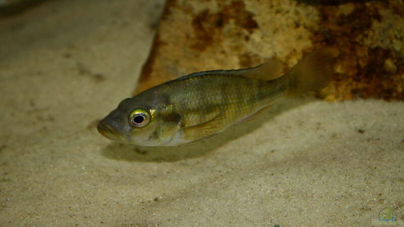 Harpagochromis Maennchen 17.03.10 von Tobias Seiffert (32)