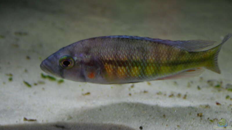 Harpagochromis Maennchen 31.03.2010 von Tobias Seiffert (34)