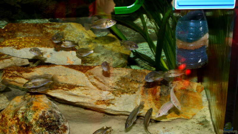 Harpagochromis sp. "orange rock hunter" im Aquarium (Einrichtungsbeispiele für Harpagochromis sp. "orange rock hunter")  - Harpagochromis-orange-rock-hunteraquarium