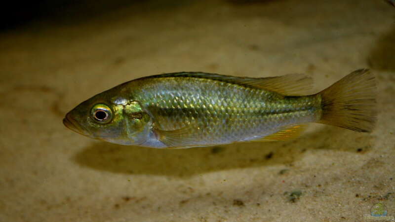Harpagochromis Weibchen 17.03.10 von Tobias Seiffert (33)