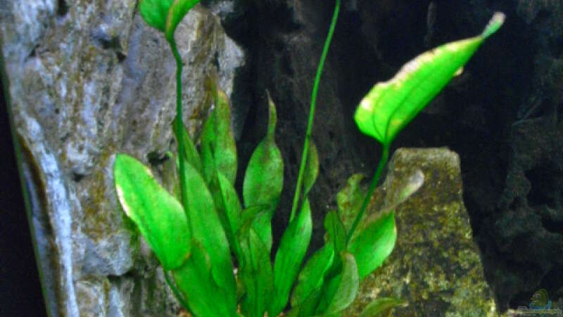 Pflanzen im Aquarium Becken 16226 von FischfanAQ (4)