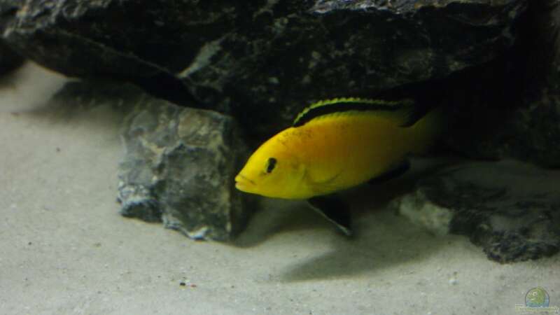 yellow Männchen von Poybuna (15)