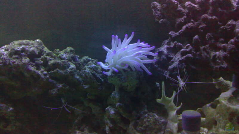 Pflanzen im Aquarium BIKINI BOTTOM von Spongebob (10)