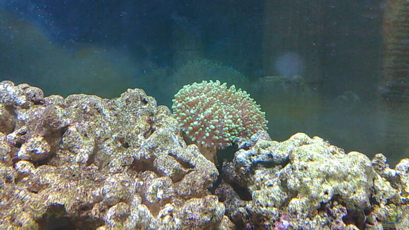 Pflanzen im Aquarium BIKINI BOTTOM von Spongebob (11)