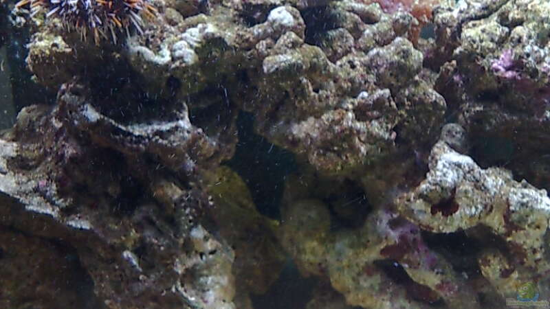 Pflanzen im Aquarium BIKINI BOTTOM von Spongebob (13)
