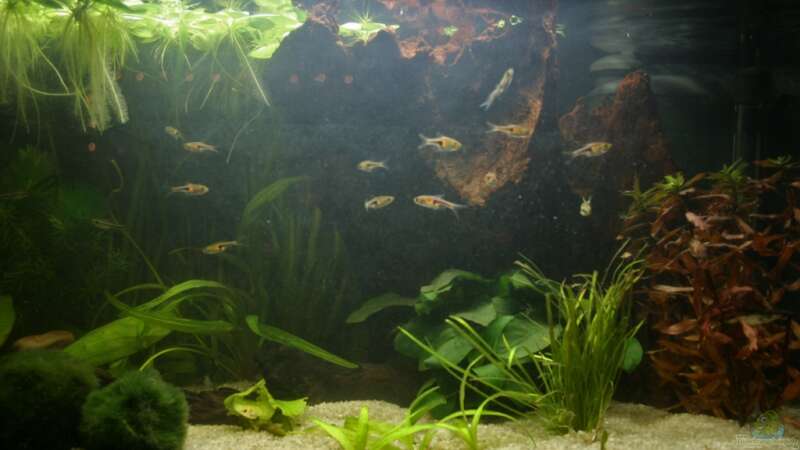 Aquarium Wasserparadies von Garnelenmami (15)