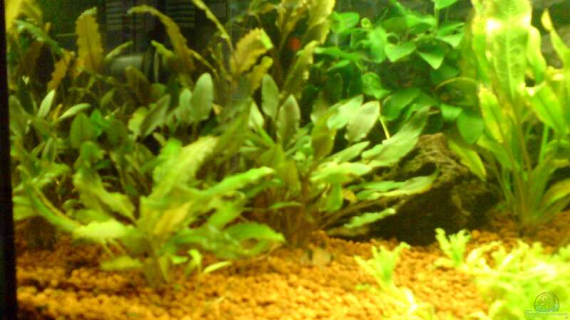 Pflanzen im Aquarium Bürobecken von Bbert (3)