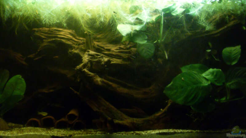 Aquarium Hauptansicht von L-Wels Becken von honey112 (1)
