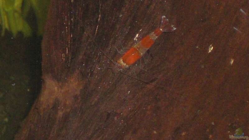 Caridina cf. cantonensis `Crystal Red`2 von Malawi TOM (19)