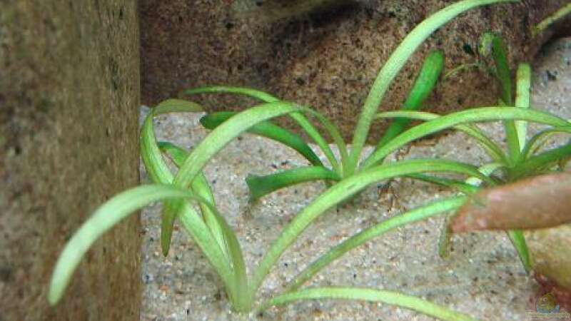 Pflanzen im Aquarium Artenbecken Corydoras aeneus von Mitch22 (10)