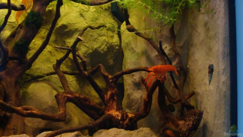 Aquarium Procambarus Clarkii (nur noch als Beispiel) von manzanarez (6)
