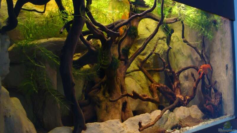 Aquarium Procambarus Clarkii (nur noch als Beispiel) von manzanarez (7)