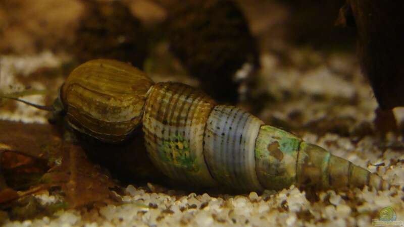 Besatz im Aquarium Procambarus Clarkii (nur noch als Beispiel) von manzanarez (22)