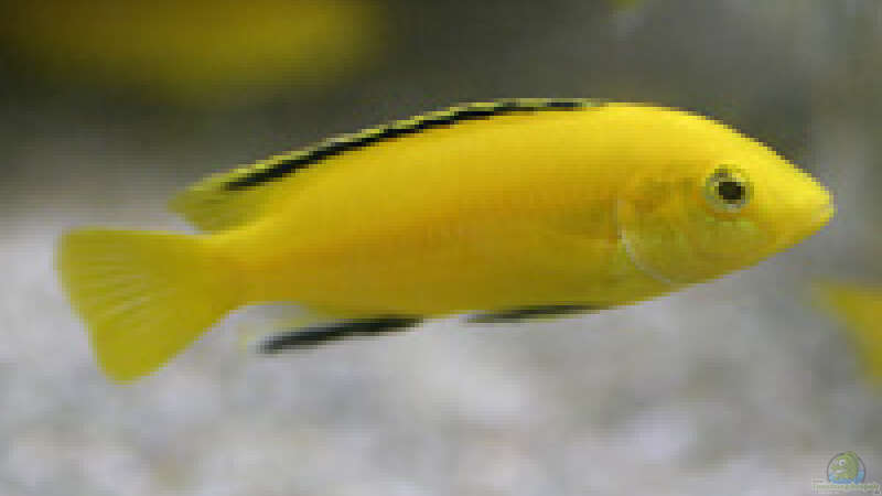 Labidochromis yellow von Klaus Kussmann (18)