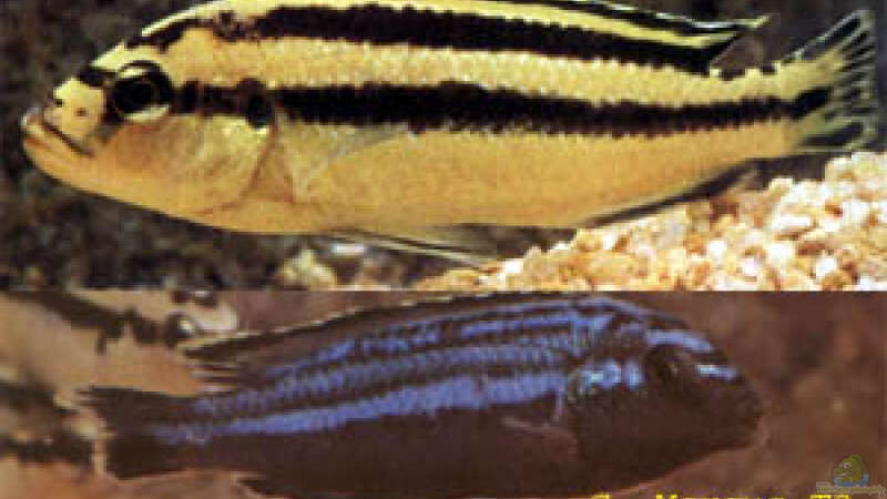 Melanochromis parallelus von Klaus Kussmann (19)
