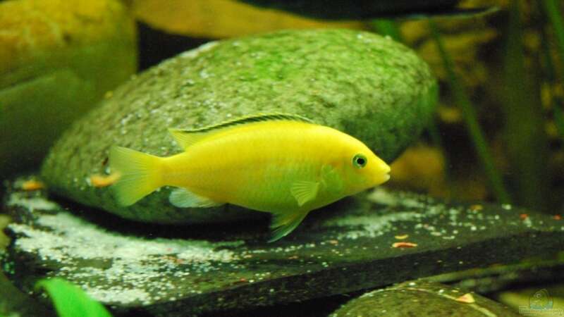 Besatz im Aquarium malawi Becken von schwiizerfisch93 (20)