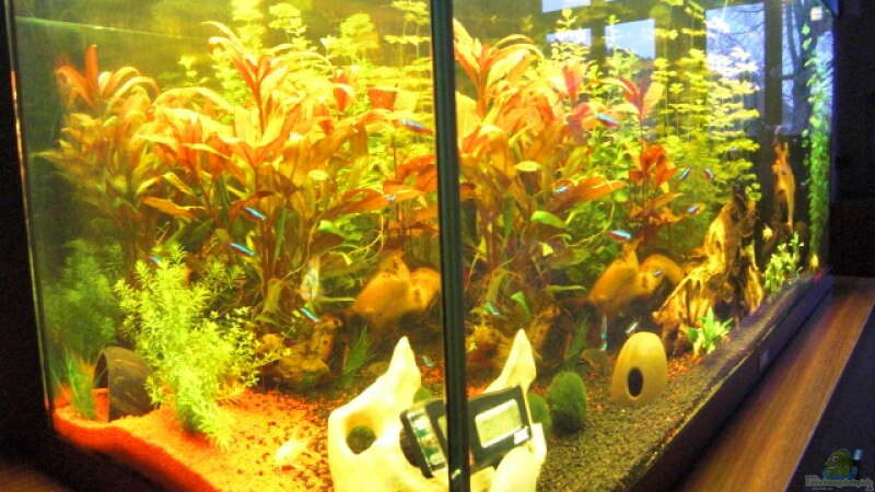 Aquarium Aqualounge von BaniW (7)