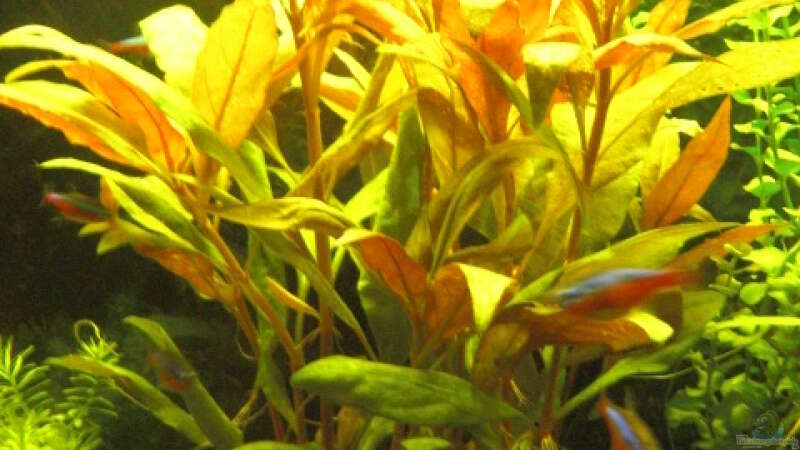 Pflanzen im Aquarium Aqualounge von BaniW (13)