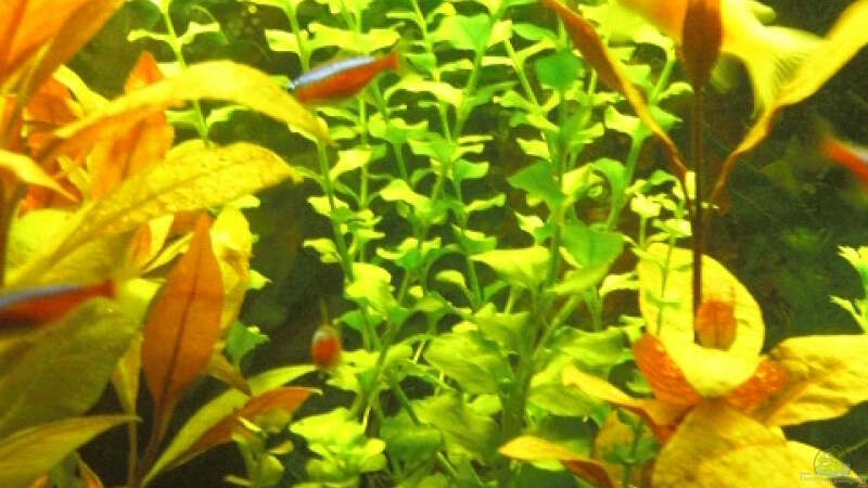Pflanzen im Aquarium Aqualounge von BaniW (8)