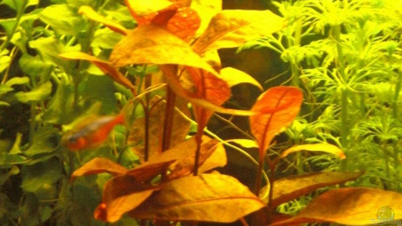Pflanzen im Aquarium Aqualounge von BaniW (9)