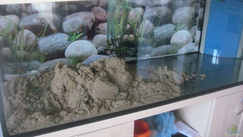 50 kilo sand gilt es zu verteilen von Tiburón (7)