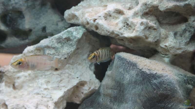 Besatz im Aquarium Altolamprologus Gombe red Tanganjika von fisch (11)