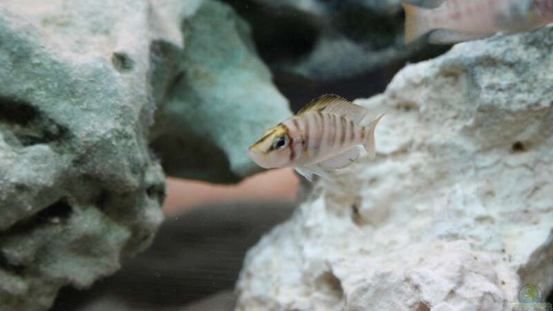 Besatz im Aquarium Altolamprologus Gombe red Tanganjika von fisch (12)
