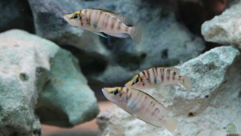 Besatz im Aquarium Altolamprologus Gombe red Tanganjika von fisch (13)