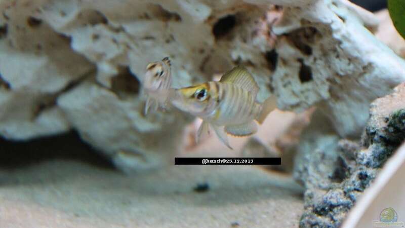 Besatz im Aquarium Altolamprologus Gombe red Tanganjika von fisch (14)