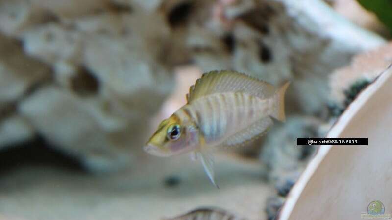 Besatz im Aquarium Altolamprologus Gombe red Tanganjika von fisch (15)