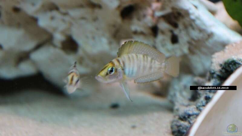 Besatz im Aquarium Altolamprologus Gombe red Tanganjika von fisch (16)