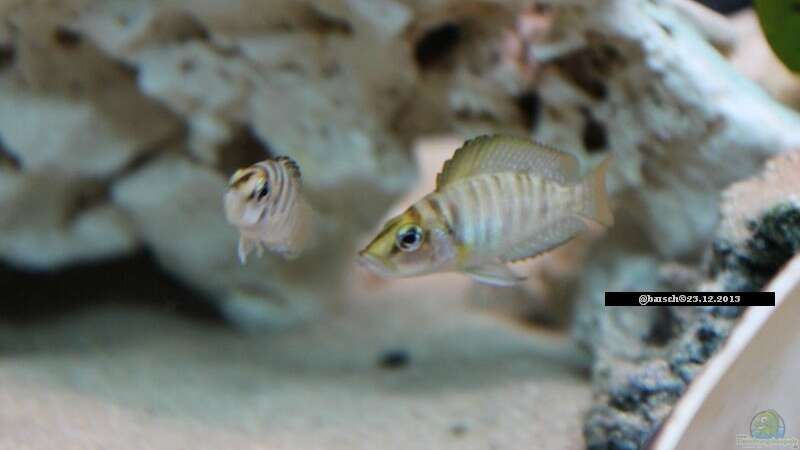 Besatz im Aquarium Altolamprologus Gombe red Tanganjika von fisch (17)