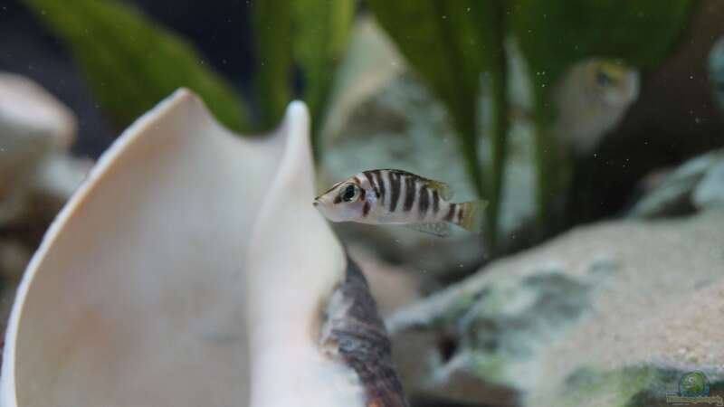 Besatz im Aquarium Altolamprologus Gombe red Tanganjika von fisch (9)