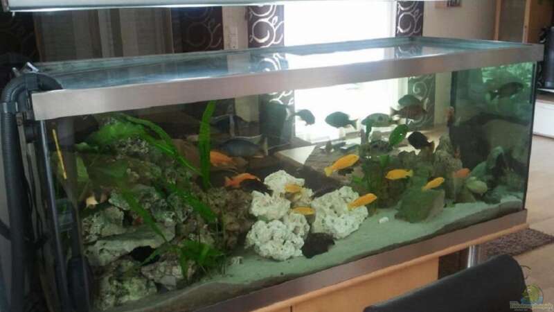 Aquarium Becken 16502 von Limbo (2)