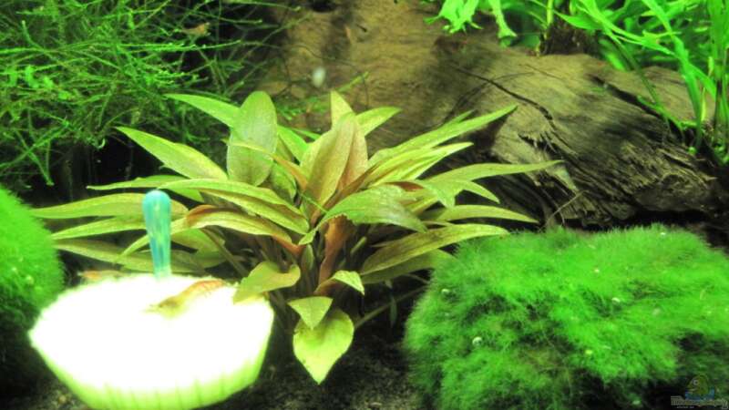 Pflanzen im Aquarium Meine erstes Garnelenbecken (wurde aufgelöst) von Opodeldok (24)