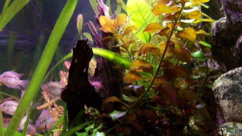 Pflanzen im Aquarium Meeki-Heim von Meeki (14)