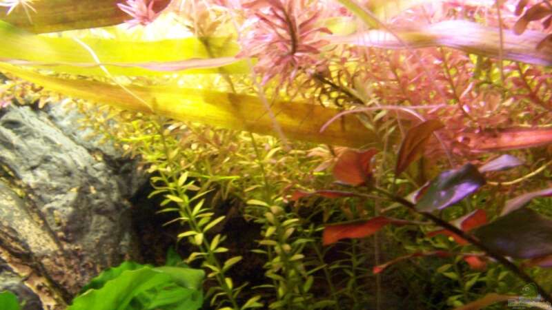 Pflanzen im Aquarium Meeki-Heim von Meeki (16)