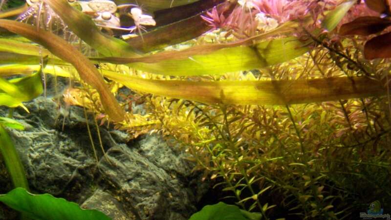 Pflanzen im Aquarium Meeki-Heim von Meeki (17)