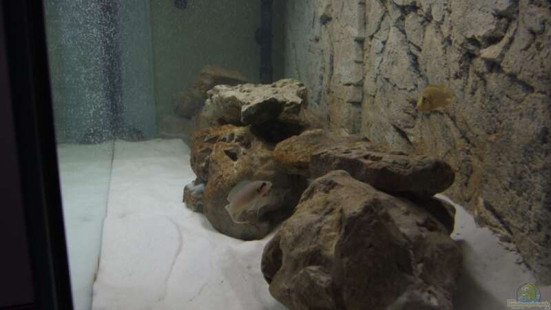 Dekoration im Aquarium Tanganjika von Rheinfelder (3)