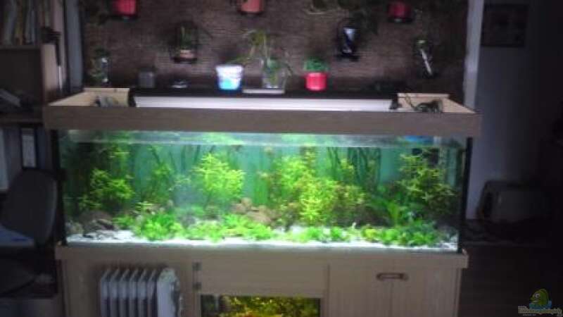 Aquarium Görlitzer Wasser von kleines becken (7)
