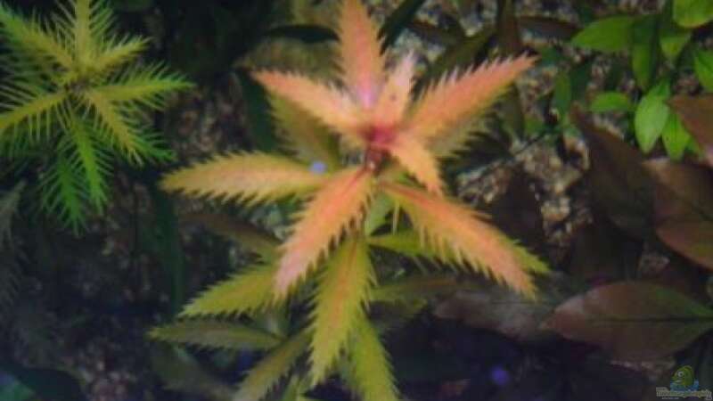 Pflanzen im Aquarium Görlitzer Wasser von kleines becken (22)