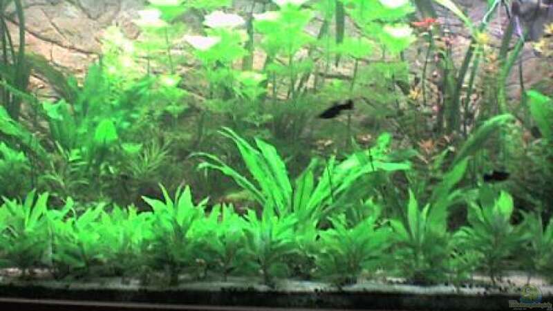 Pflanzen im Aquarium Görlitzer Wasser von kleines becken (25)
