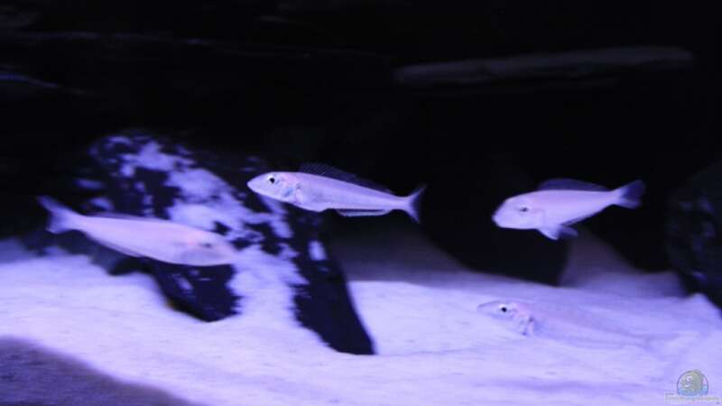Besatz im Aquarium Tanganjika Becken von PioMisSambia (17)