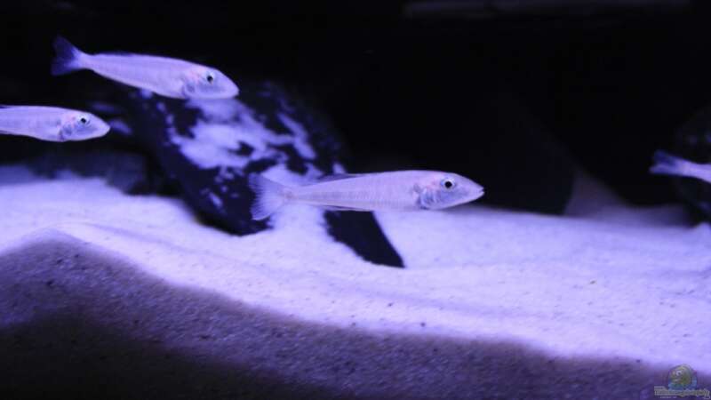 Besatz im Aquarium Tanganjika Becken von PioMisSambia (18)