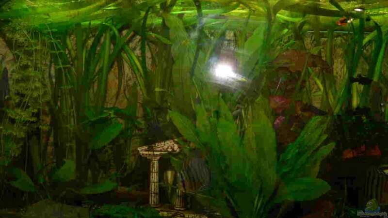 Pflanzen im Aquarium Juwel Vision 450 von Bastian Tüxen (4)
